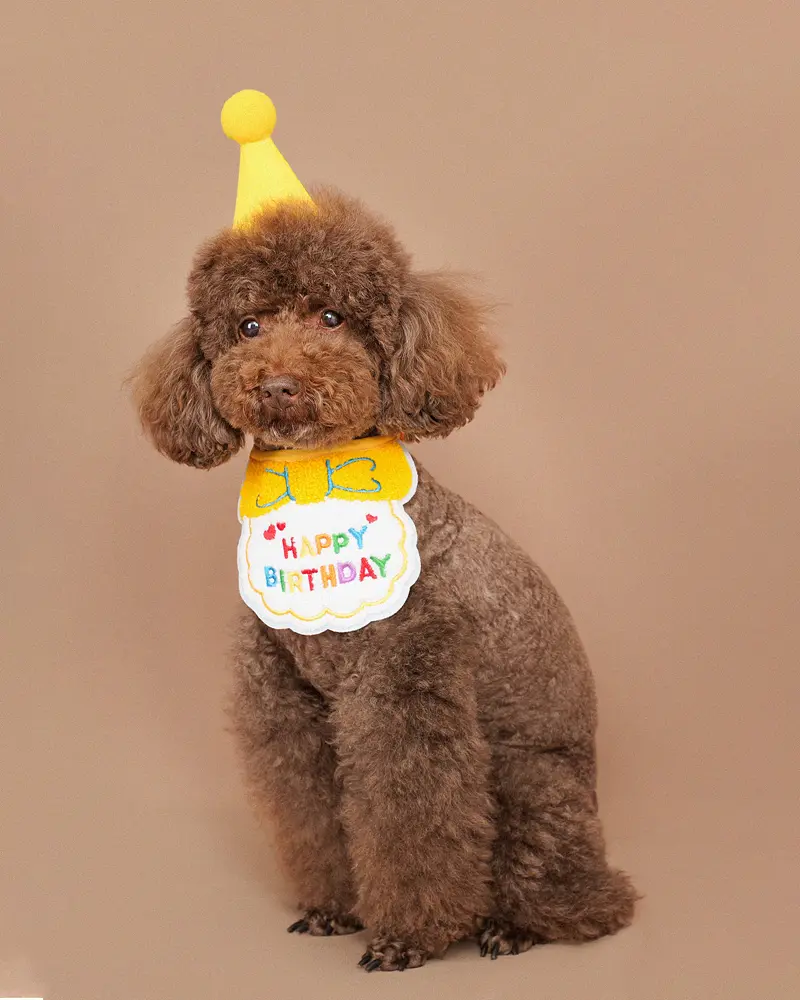 생일 모자를 쓴 푸들 강아지 기념사진